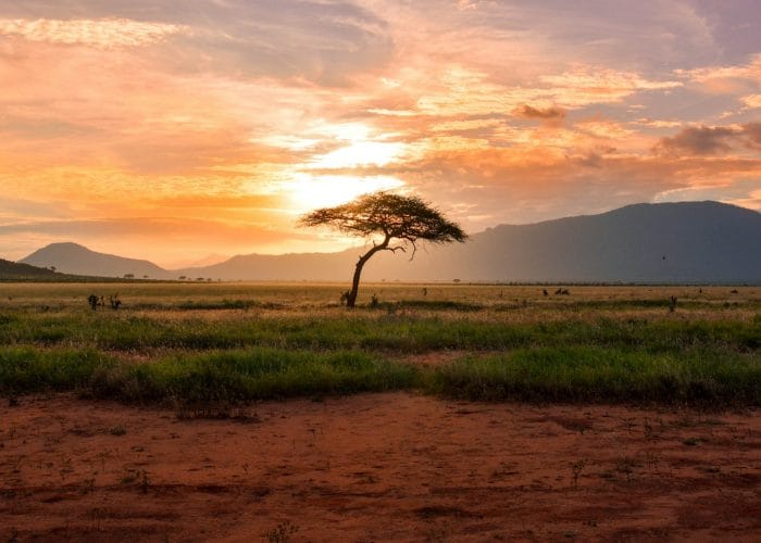 tree between green land during golden hour