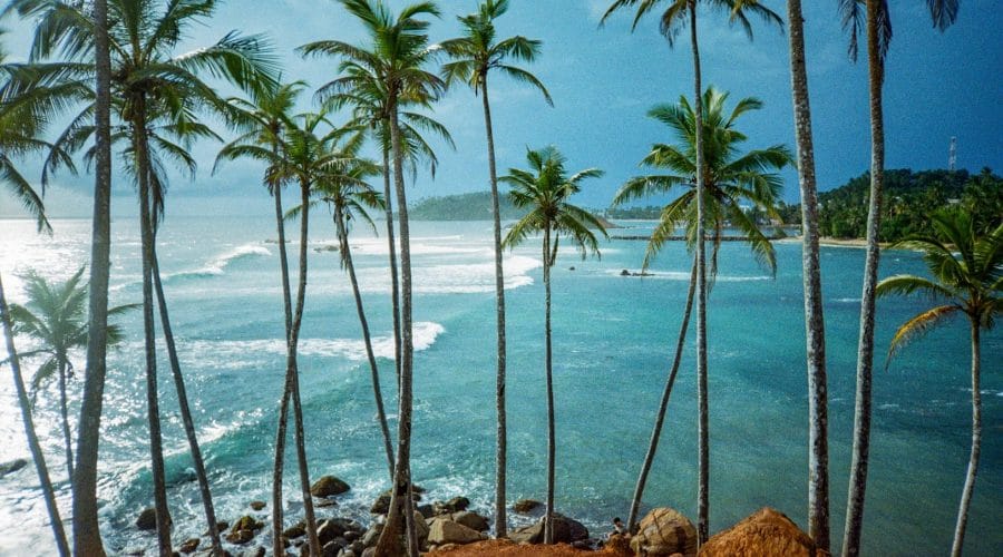 a group of palm trees next to a body of water
