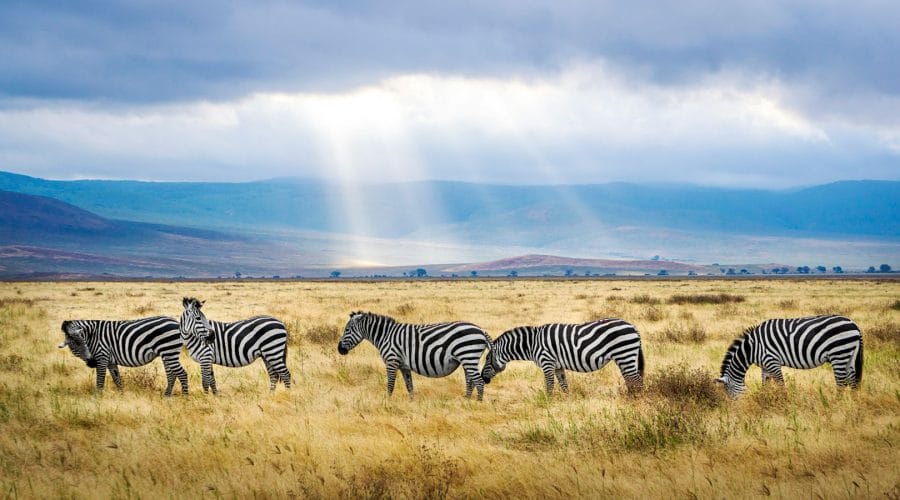 five black and white zebras